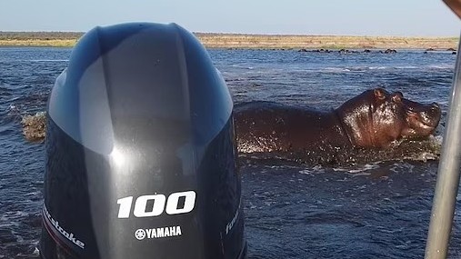 Hà mã giận dữ tấn công xuồng chở khách du lịch