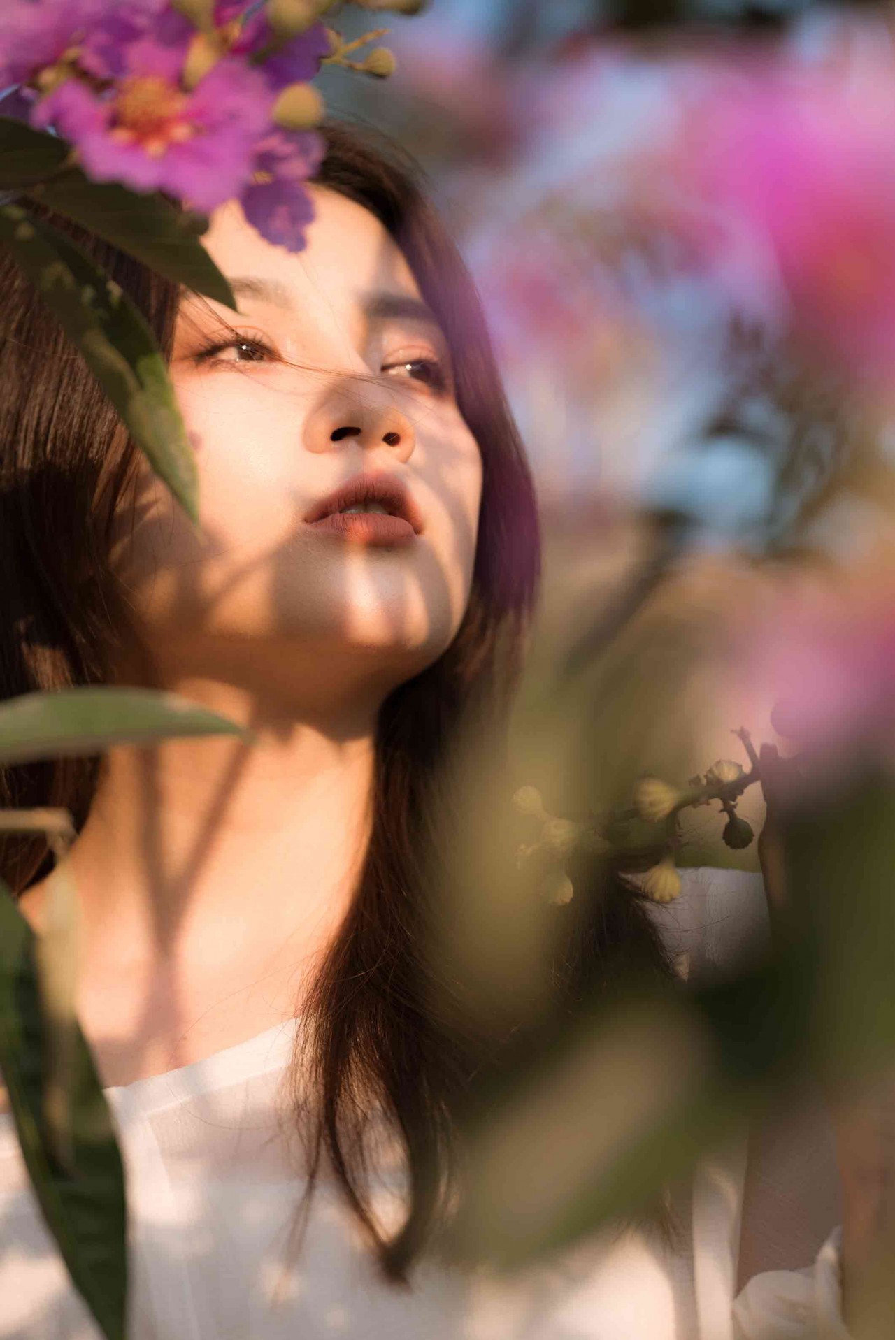 Hoa bằng lăng 'nhuộm' tím phố phường Hà Nội