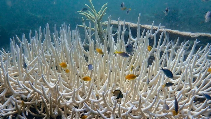 Nhiệt độ đại dương tăng kỷ lục, báo động hiện tượng tẩy trắng san hô trên toàn cầu