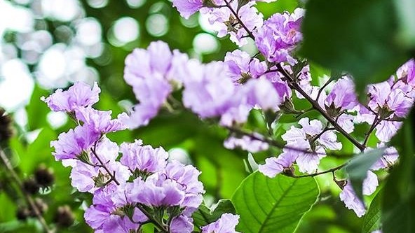 Xao xuyến trước sắc tím của hoa bằng lăng trên các tuyến phố Hà Nội