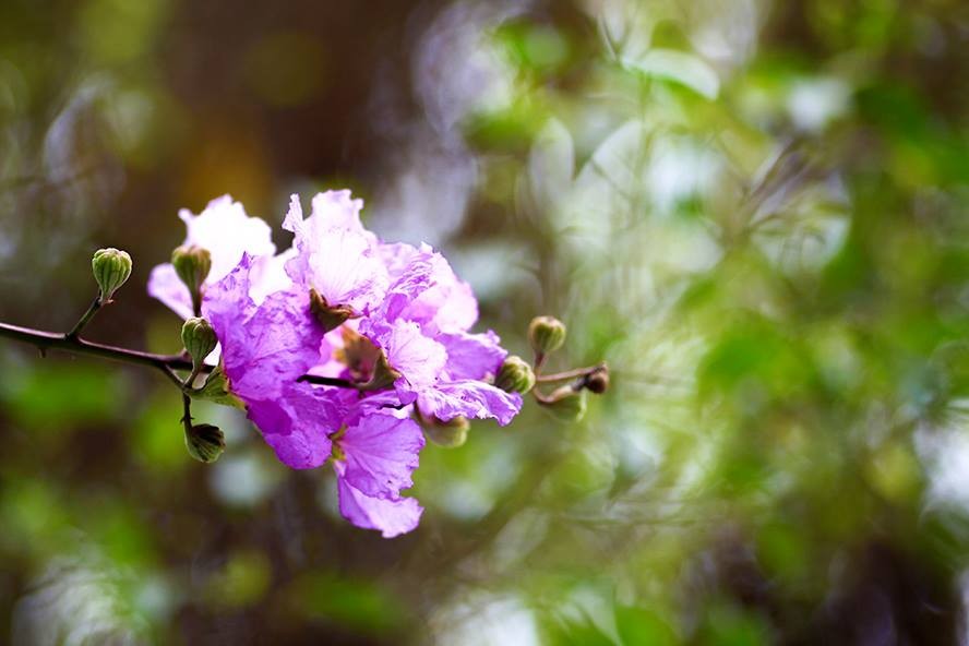Hoa bằng lăng Hoa bằng lăng