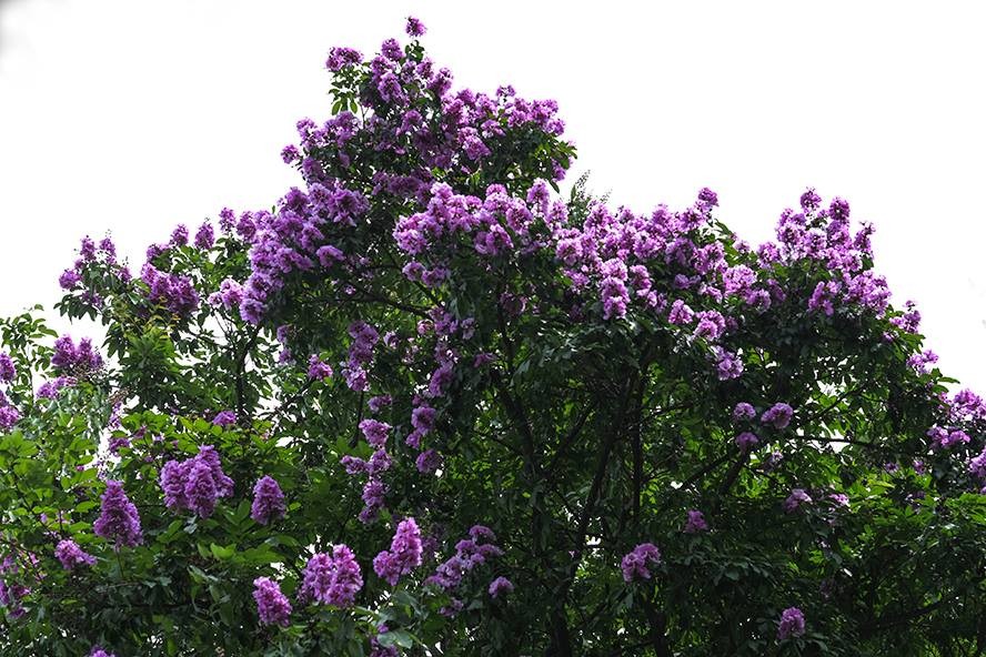 Hoa bằng lăng Hoa bằng lăng