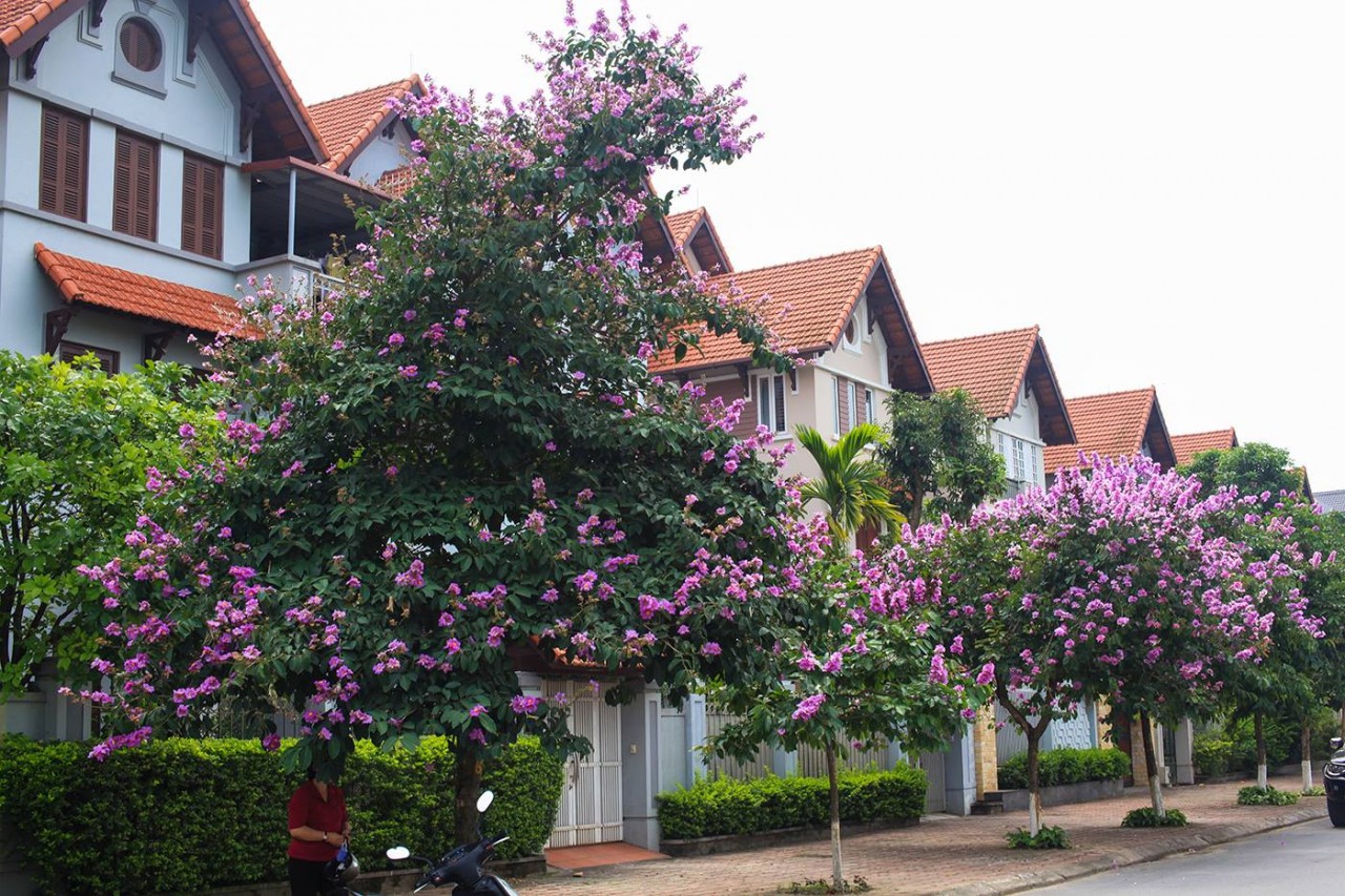 Hoa bằng lăng Hoa bằng lăng