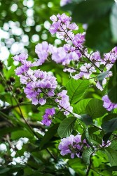 Xao xuyến trước sắc tím của hoa bằng lăng trên các tuyến phố Hà Nội