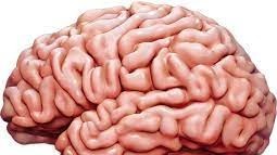 Liệu có tồn tại 'hệ vi sinh vật' bí ẩn sống trong não người?