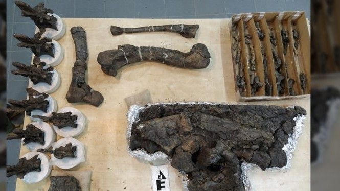 Argentina tìm thấy hóa thạch một loài khủng long ăn thịt mới sống cách nay 69 triệu năm