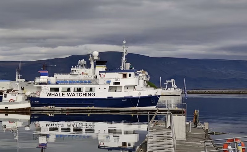 Thuyền ngắm cá voi ở Iceland: Các hoạt động tập trung vào nước phổ biến khác bao gồm bơi lội hoang dã và lao xuống nước lạnh. 