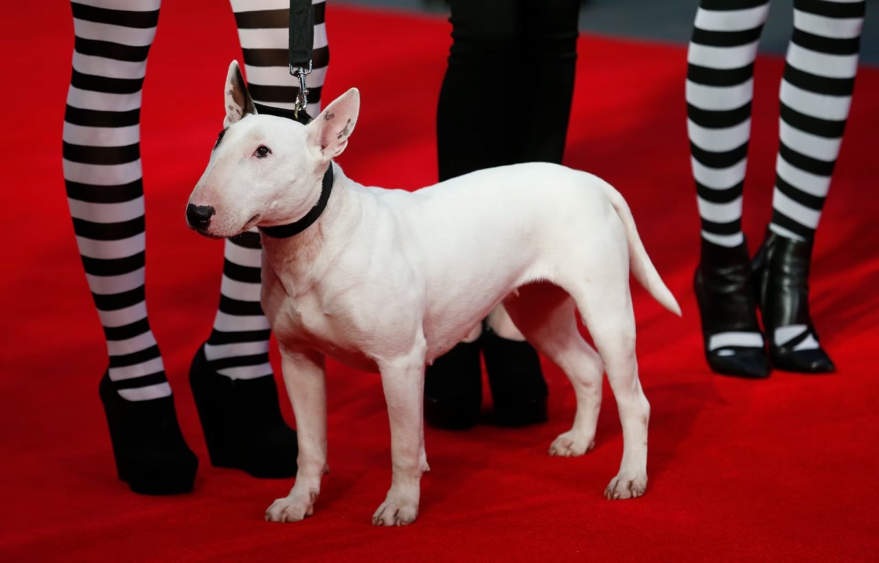 Khoảnh khắc đáng yêu trên thảm đỏ của những ‘người bạn’ lắm lông Khoảnh khắc đáng yêu trên thảm đỏ của những ‘người bạn’ lắm lông