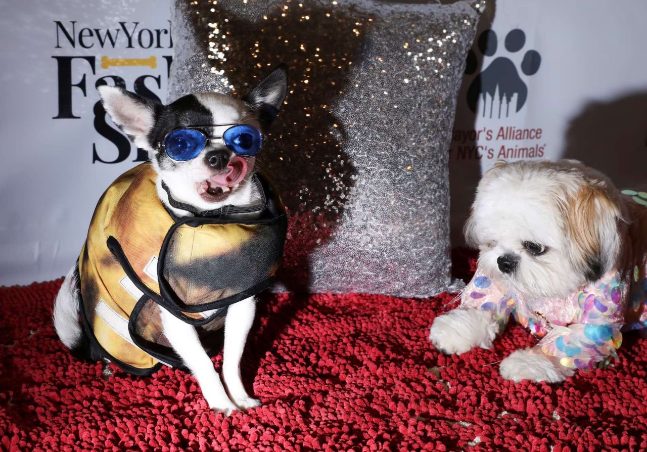 Khoảnh khắc đáng yêu trên thảm đỏ của những ‘người bạn’ lắm lông Khoảnh khắc đáng yêu trên thảm đỏ của những ‘người bạn’ lắm lông