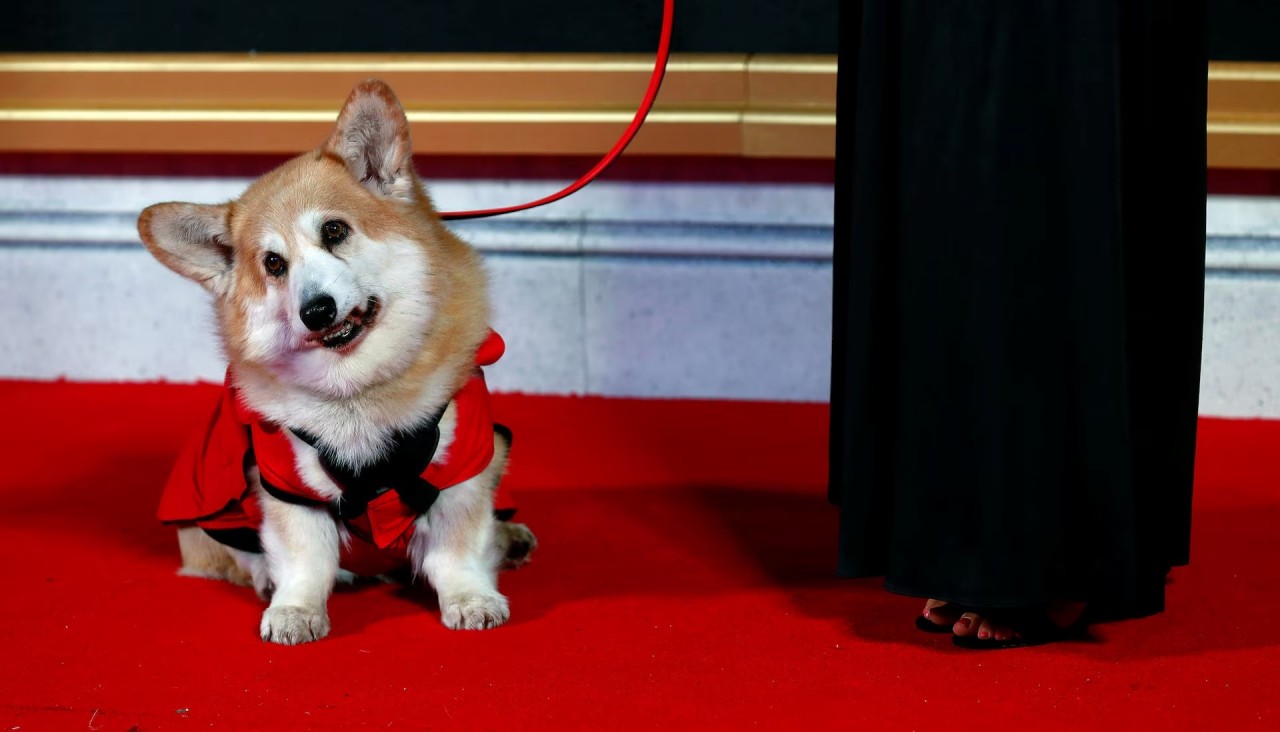 Khoảnh khắc đáng yêu trên thảm đỏ của những ‘người bạn’ lắm lông Khoảnh khắc đáng yêu trên thảm đỏ của những ‘người bạn’ lắm lông