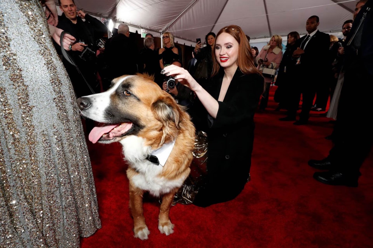 Khoảnh khắc đáng yêu trên thảm đỏ của những ‘người bạn’ lắm lông Khoảnh khắc đáng yêu trên thảm đỏ của những ‘người bạn’ lắm lông