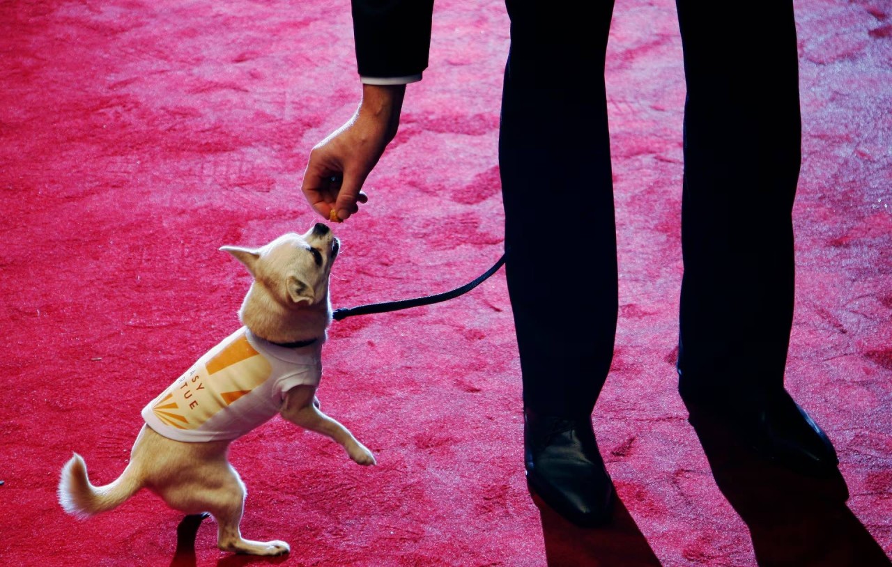 Khoảnh khắc đáng yêu trên thảm đỏ của những ‘người bạn’ lắm lông Khoảnh khắc đáng yêu trên thảm đỏ của những ‘người bạn’ lắm lông