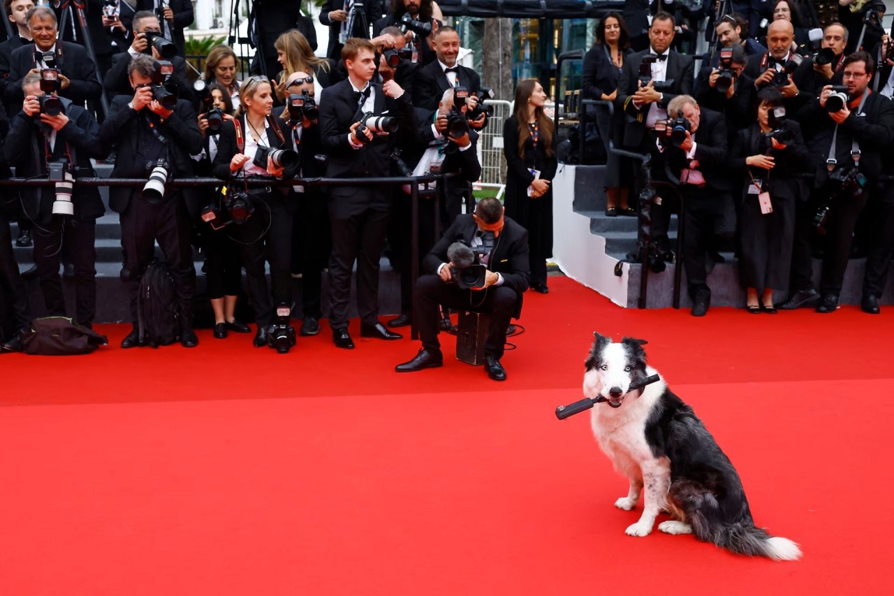 Khoảnh khắc đáng yêu trên thảm đỏ của những ‘người bạn’ lắm lông Khoảnh khắc đáng yêu trên thảm đỏ của những ‘người bạn’ lắm lông