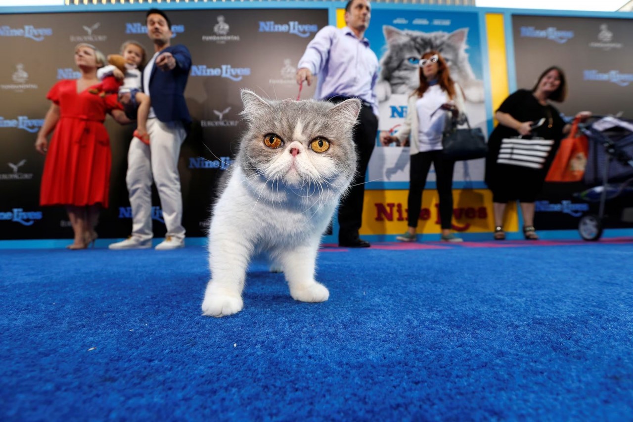 Khoảnh khắc đáng yêu trên thảm đỏ của những ‘người bạn’ lắm lông Khoảnh khắc đáng yêu trên thảm đỏ của những ‘người bạn’ lắm lông