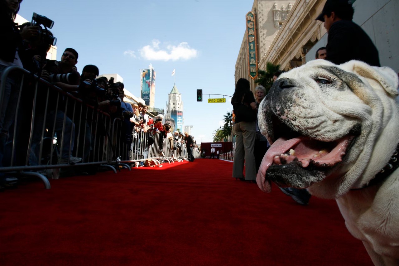 Khoảnh khắc đáng yêu trên thảm đỏ của những ‘người bạn’ lắm lông Khoảnh khắc đáng yêu trên thảm đỏ của những ‘người bạn’ lắm lông