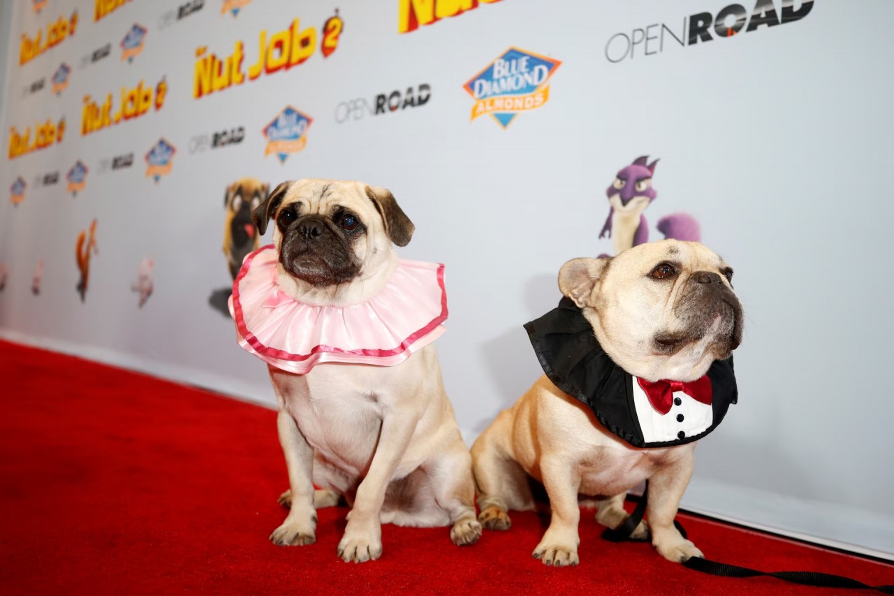 Khoảnh khắc đáng yêu trên thảm đỏ của những ‘người bạn’ lắm lông Khoảnh khắc đáng yêu trên thảm đỏ của những ‘người bạn’ lắm lông