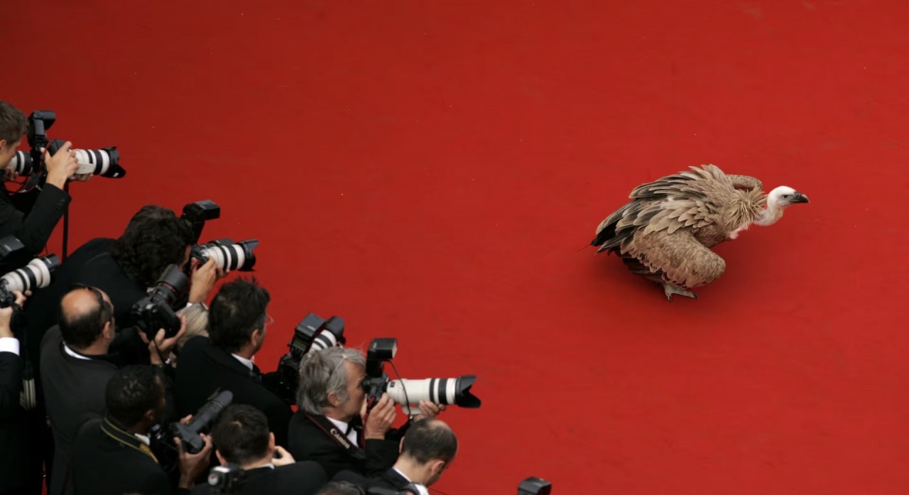 Khoảnh khắc đáng yêu trên thảm đỏ của những ‘người bạn’ lắm lông Khoảnh khắc đáng yêu trên thảm đỏ của những ‘người bạn’ lắm lông