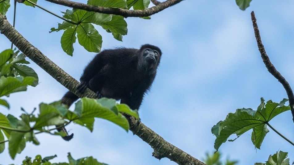Mexico: Nhiều loài động vật chết do nắng nóng gay gắt chưa từng có