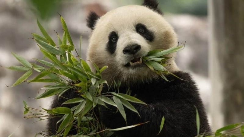 Ngoại giao gấu trúc trở lại: Trung Quốc gửi cặp gấu trúc đến Mỹ cuối năm 2024