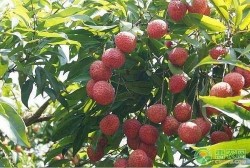 Trung Quốc: Cây vải cổ thụ phát triển xanh tốt, ra trái hằng năm