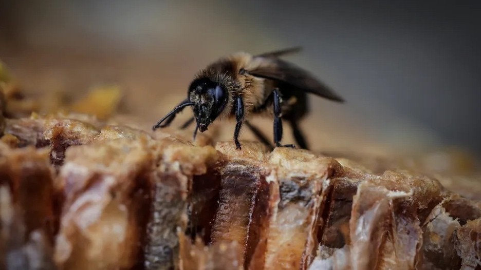 Biến đổi khí hậu: Nghề thu mật ong truyền thống lâu đời ở Nepal bị đe doạ