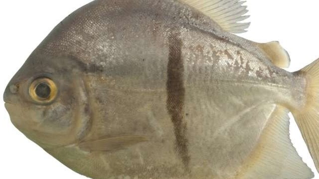 Lý do loài cá mới thuần chay được đặt tên theo nhân vật phản diện trong Chúa tể của những chiếc nhẫn