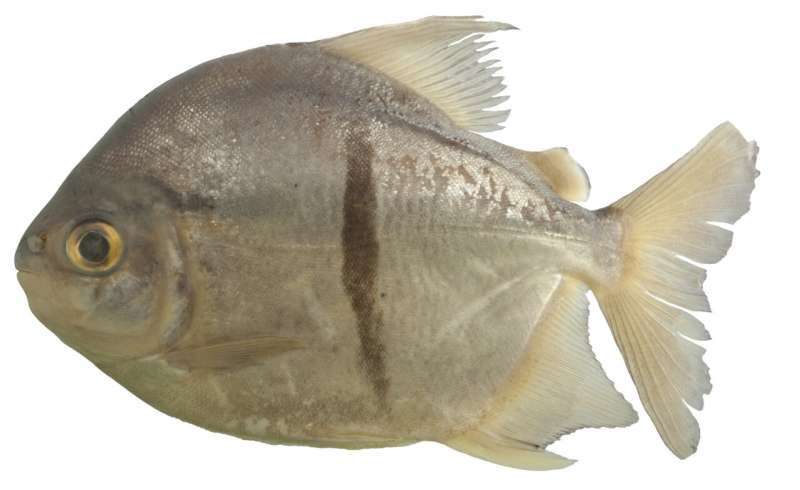 Loài cá mới thuần chay mang tên 'Chúa tể của những chiếc nhẫn'