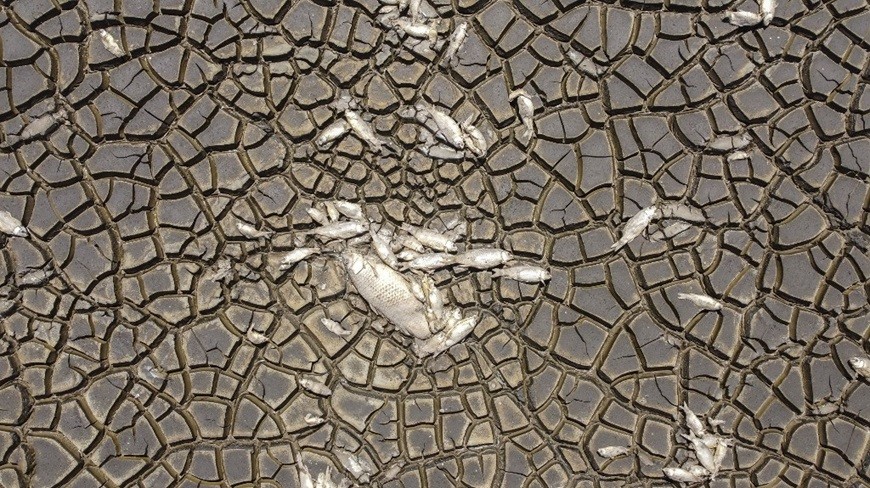 Mexico: Hạn hán nghiêm trọng, đầm phá Bustilos khô hạn, cá chết hàng loạt Mexico: Hạn hán nghiêm trọng, đầm phá Bustilos khô hạn, cá chết hàng loạt