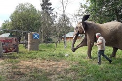 VCK EURO 2024: Voi và sư tử biển tiên đoán kết quả trận đấu Đức và Scotland