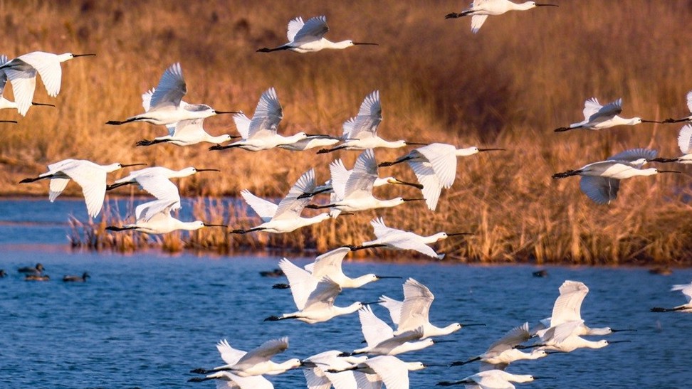 Trung Quốc: Tìm thấy loài cò thìa mặt đen có nguy cơ tuyệt chủng đang sinh sản ở đồng bằng sông Hoàng Hà