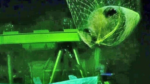 Israel phát hiện xác tàu biển cổ xưa nhất bảo tồn gần nguyên vẹn tại vùng nước sâu