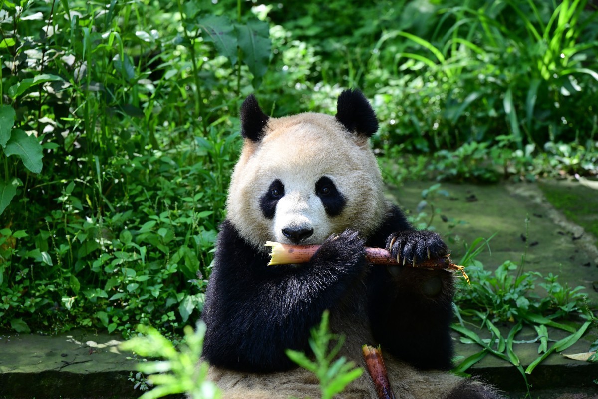 Gấu trúc khổng lồ Yun Chuan trở thành cầu nối hữu nghị giữa Trung Quốc và Mỹ. (Nguồn: China Daily) Gấu trúc khổng lồ Yun Chuan trở thành cầu nối hữu nghị giữa Trung Quốc và Mỹ. (Nguồn: China Daily)