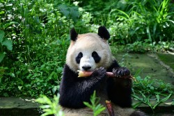 Cặp gấu trúc 'ngoại giao' Trung Quốc bắt đầu hành trình 10 năm tại Mỹ