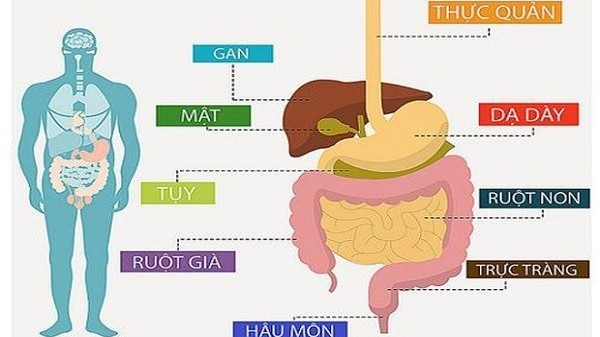 Bác sĩ tư vấn về 5 loại ung thư đường tiêu hóa thường gặp và cách phòng ngừa