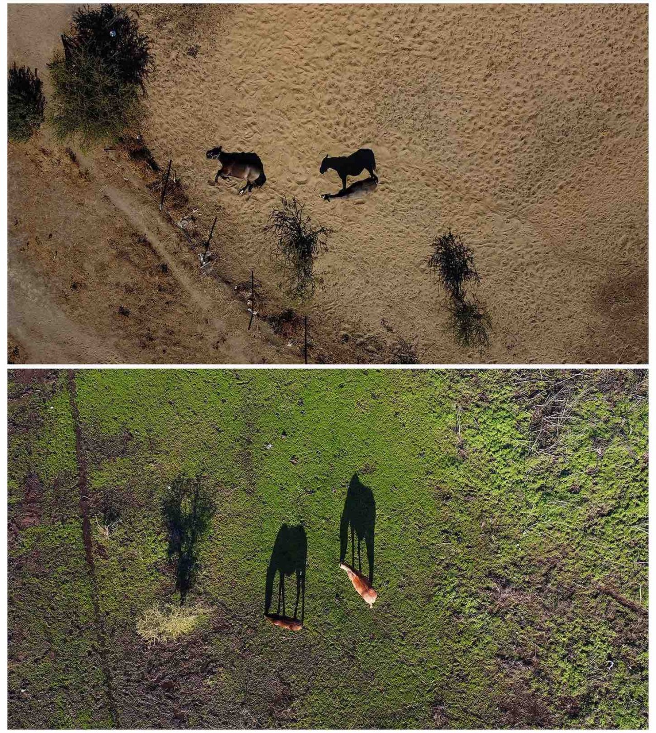 Các hồ khô cạn ở Chile ‘hồi sinh’ sau những trận mưa như trút nước