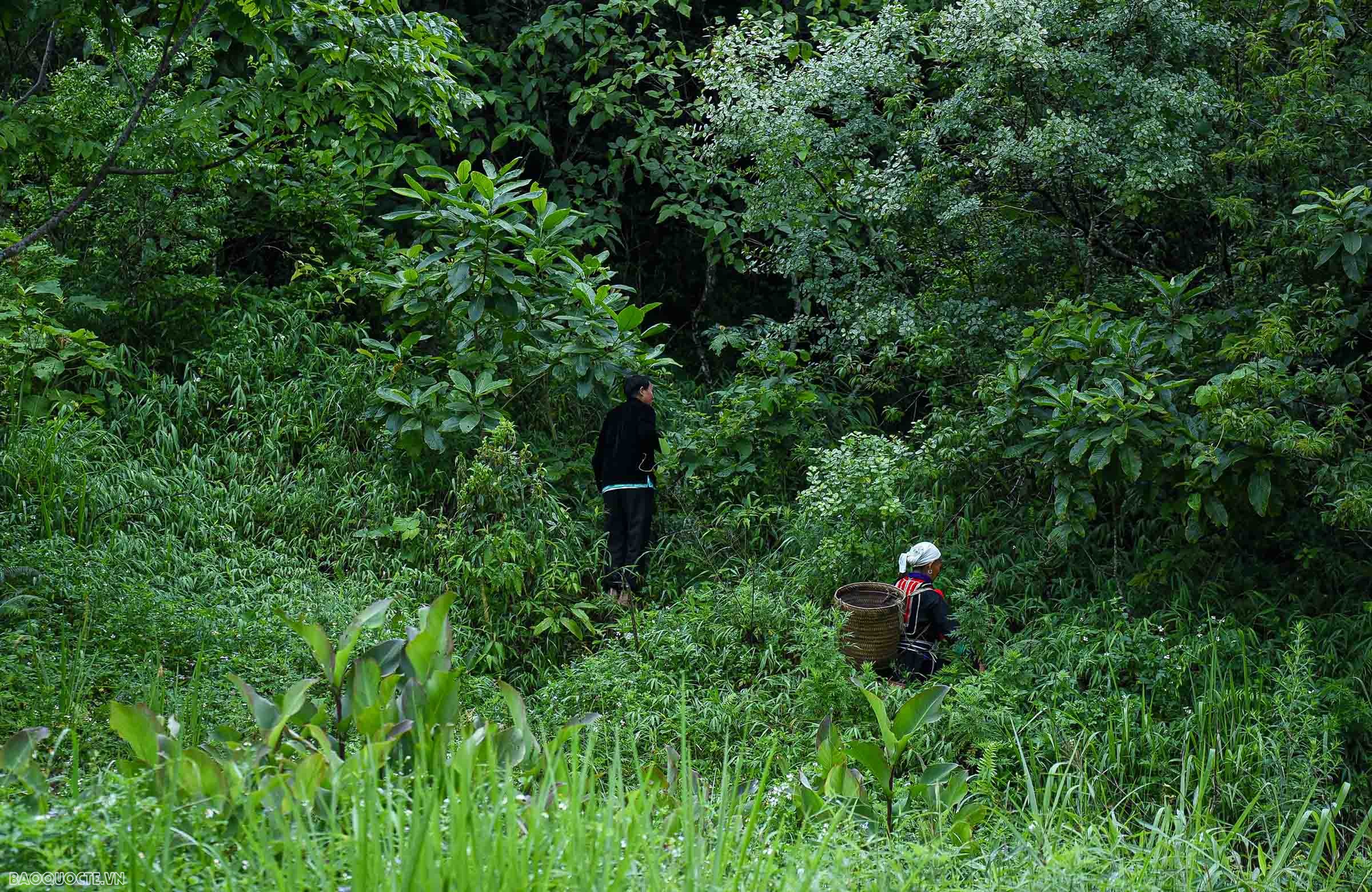 Chia sẻ về hướng phát triển trong tương lai, chủ nhiệm Câu lạc bộ, ông Bàn Đức Thắng cho biết, Câu lạc bộ sẽ phát triển vườn thuốc trong sân nhà của người dân, đồng thời nghiên cứu, áp dụng các khoa học, kỹ thuật để ứng dụng vào trong việc phát triển vườn thuốc này.