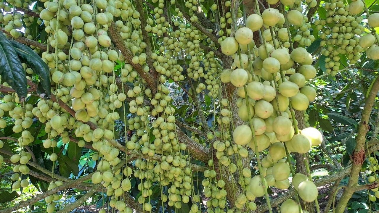 Trải nghiệm miệt vườn sông nước miền Tây ở Vĩnh Long