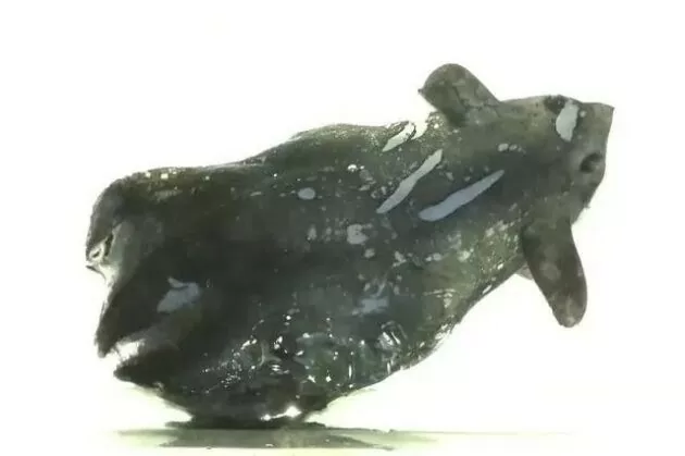 Trung Quốc xác định loài mực ma cà rồng hoàn toàn mới Trung Quốc xác định loài mực ma cà rồng hoàn toàn mới