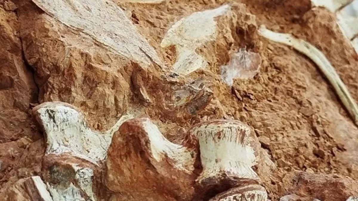 Brazil: Ngập lụt lịch sử phát lộ hóa thạch khủng long khoảng 200 triệu năm Brazil: Ngập lụt lịch sử phát lộ hóa thạch khủng long khoảng 200 triệu năm