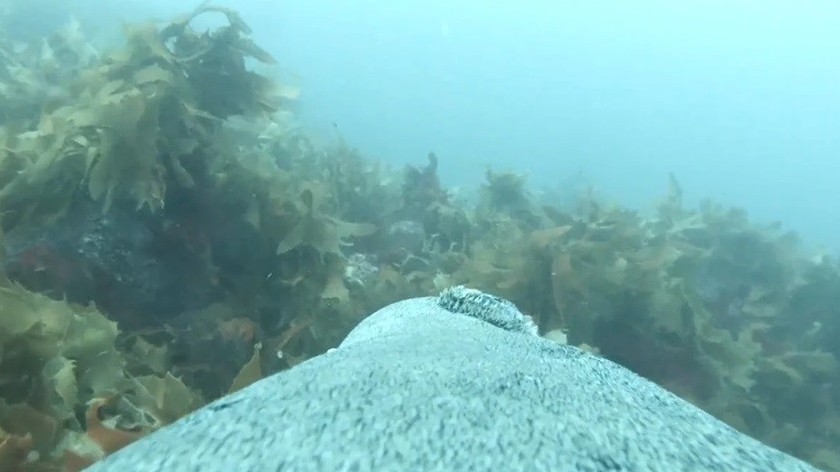 Australia lập bản đồ dưới đáy đại dương