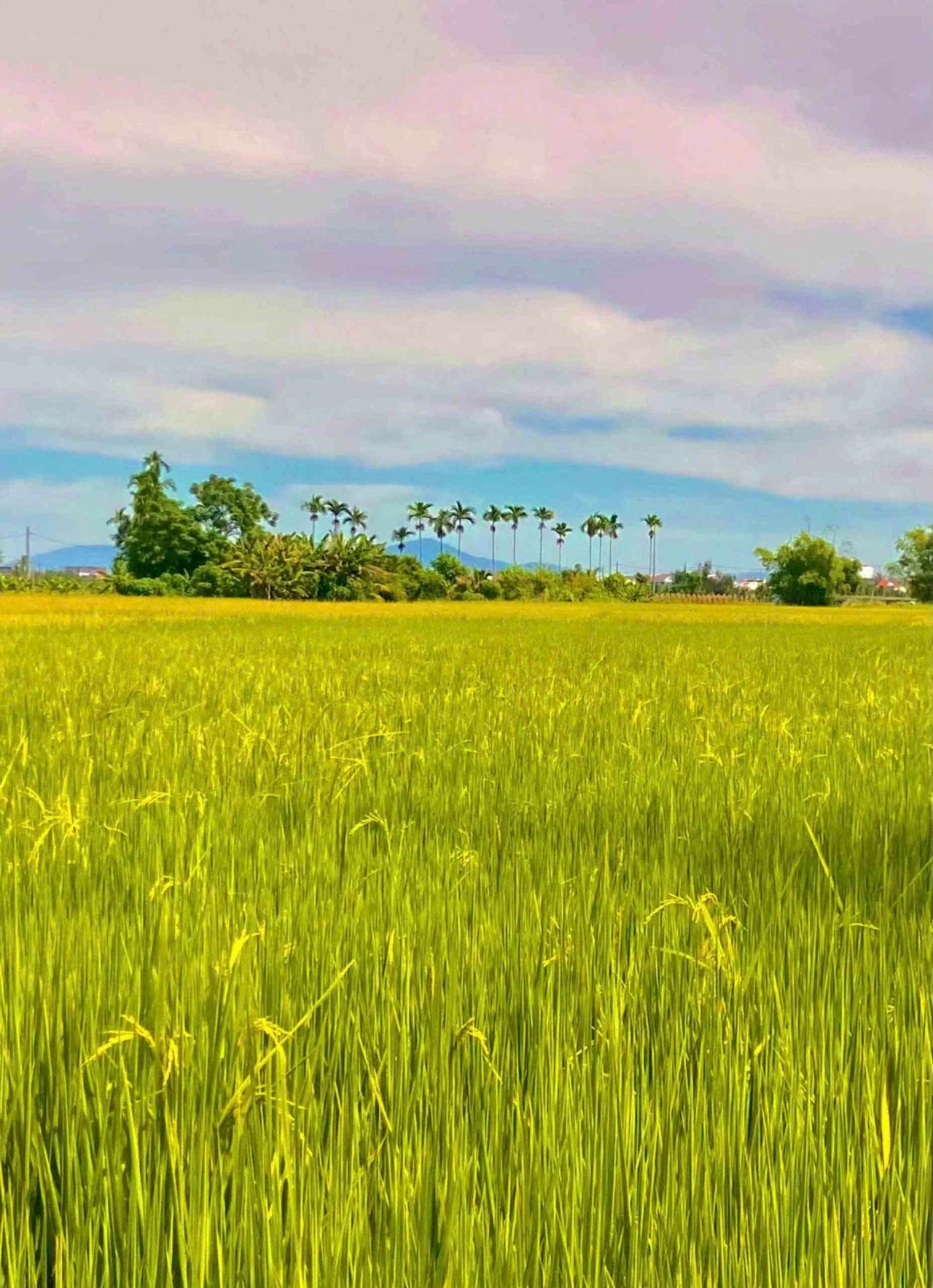 Xuất khẩu gạo Việt Nam trong năm 2024: Cơ hội và thách thức Xuất khẩu gạo Việt Nam trong năm 2024: Cơ hội và thách thức