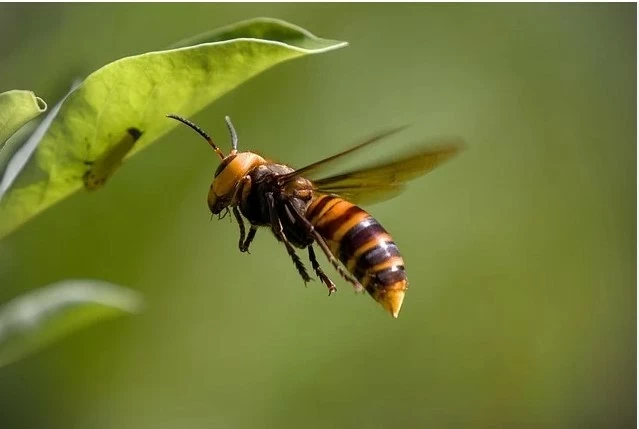 Đàn ong bắp cày đốt người đàn ông 240 lần Đàn ong bắp cày đốt người đàn ông 240 lần