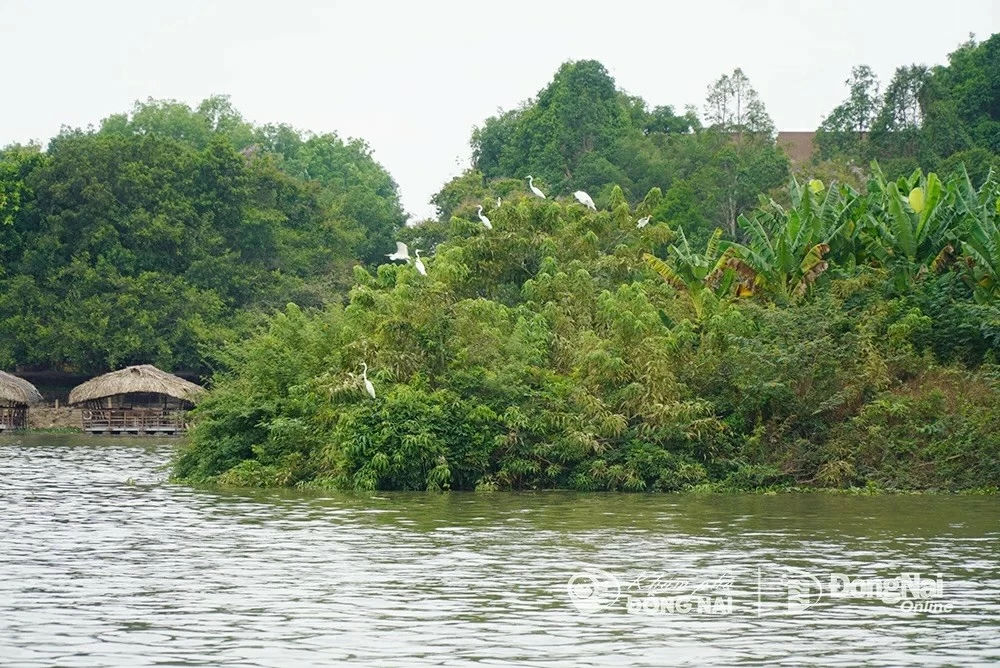 Đàn cò đậu trên cây giữa đảo Thác Ba Giọt - khung cảnh êm đềm giữa rừng thiêng Đồng Nai