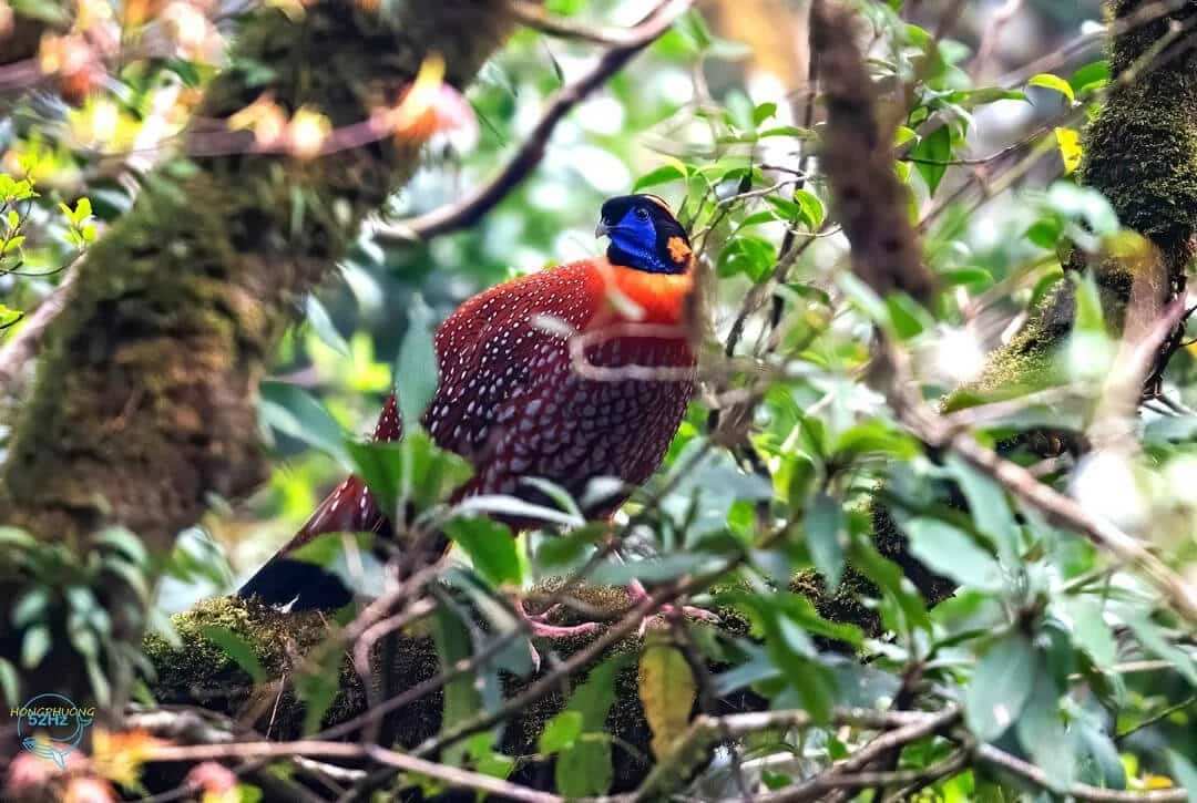 Hệ động vật đa dạng tại Vườn Quốc gia Hoàng Liên. (Nguồn: 52 HZ) Hệ động vật đa dạng tại Vườn Quốc gia Hoàng Liên. (Nguồn: 52 HZ)