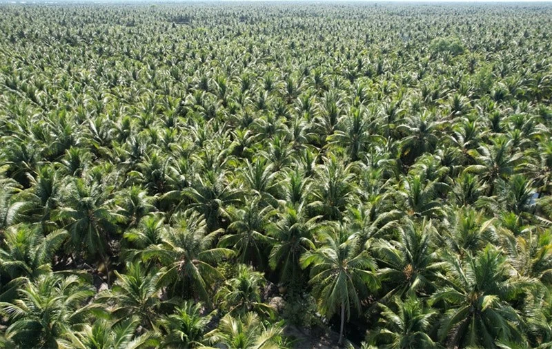 Betrimex sở hữu lợi thế Vùng nguyên liệu rộng lớn 30.000 ha canh tác tại Bến Tre và 10.000 ha organic hợp tác với nông dân của Betrimex Betrimex sở hữu lợi thế Vùng nguyên liệu rộng lớn 30.000 ha canh tác tại Bến Tre và 10.000 ha organic hợp tác với nông dân của Betrimex