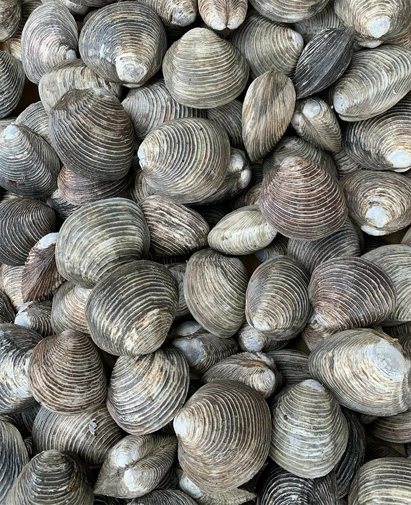 Ngán - Đặc sản nức tiếng của đất biển Quảng Ninh Ngán - Đặc sản ngon, bổ dưỡng nức tiếng của đất biển Quảng Ninh