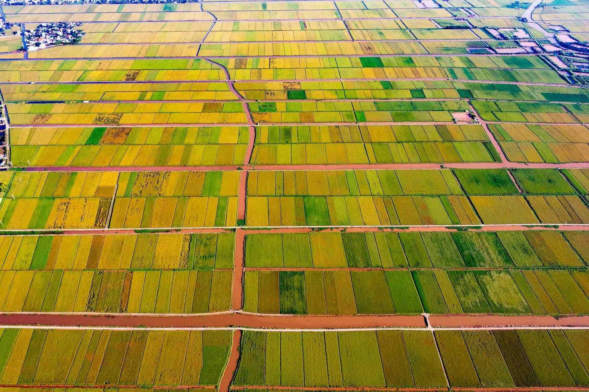 Từ trên cao, những cánh đồng lúa chín ở Tiền Hải trông như tấm thảm khổng lồ với các ô màu vuông vắn, thẳng tăm tắp. Ảnh: Doan Ngoc Anh Từ trên cao, những cánh đồng lúa chín ở Tiền Hải trông như tấm thảm khổng lồ với các ô màu vuông vắn, thẳng tăm tắp. Ảnh: Doan Ngoc Anh