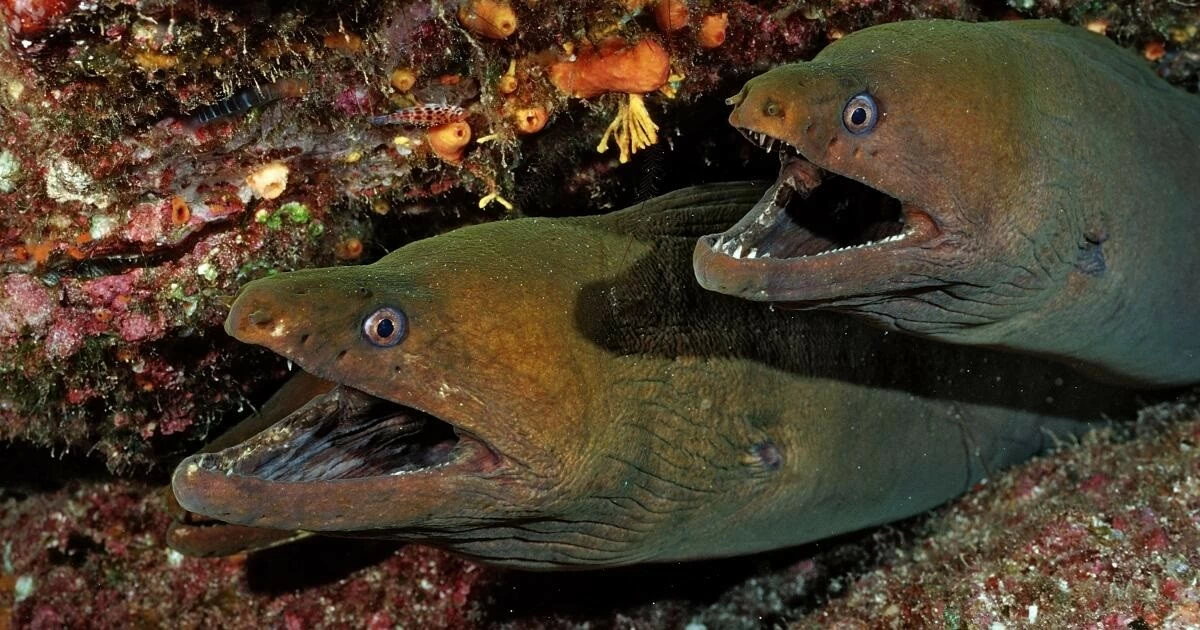 cá giống thời tiền sử cá giống thời tiền sử