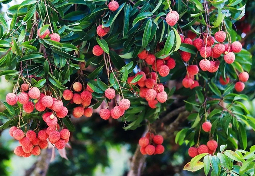 Vải thiều được sản xuất theo tiêu chuẩn VietGAP tại xã Hồng Giang, huyện Lục Ngạn. Vải thiều được sản xuất theo tiêu chuẩn VietGAP tại xã Hồng Giang, huyện Lục Ngạn.