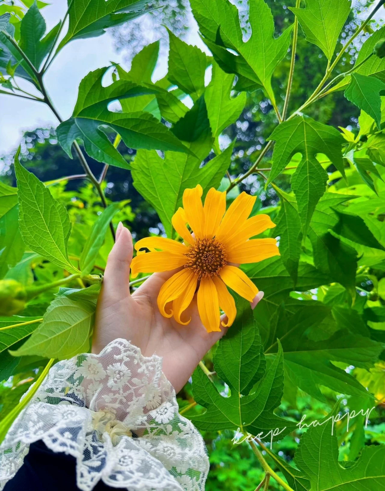 Sắc vàng hoa dã quỳ rợp kín cung đường lên Vườn Quốc Gia Ba Vì, Hà Nội Sắc vàng hoa dã quỳ rợp kín cung đường lên Vườn Quốc Gia Ba Vì, Hà Nội